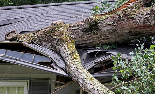 Heavy oak tree damaging house roof